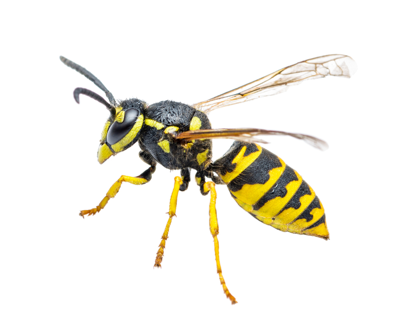 Yellow,Jacket,Wasp,Insect,Isolated,On,White