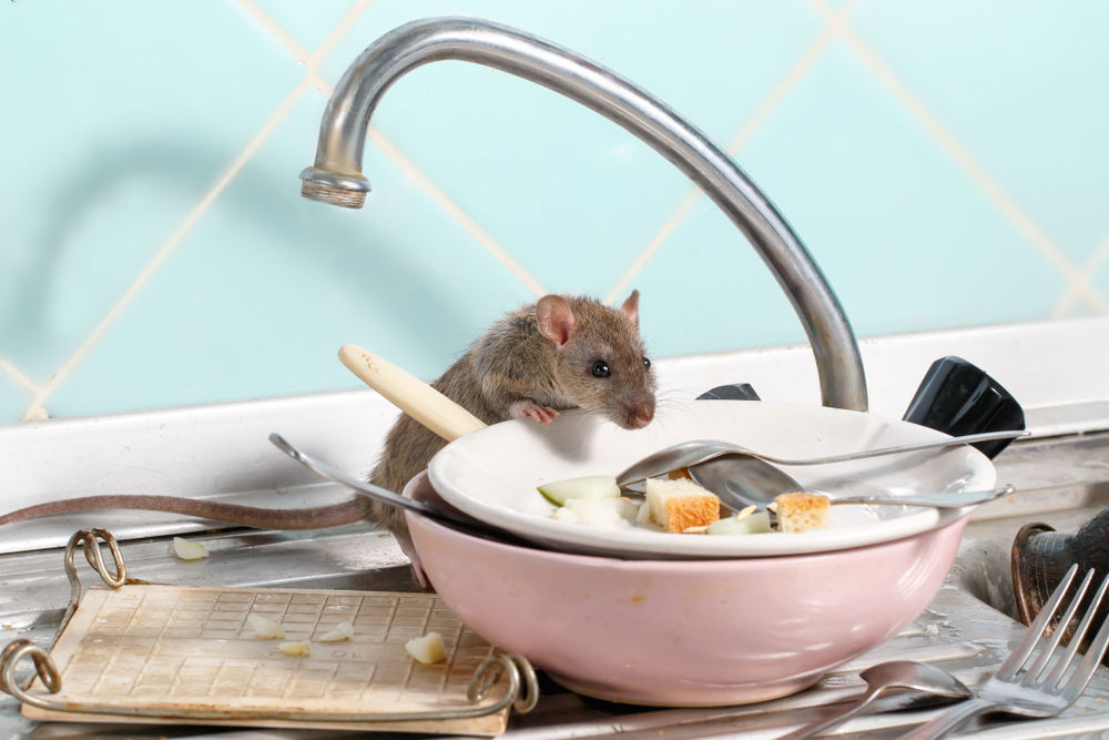 Young,Rat,(rattus,Norvegicus),Climbs,Into,The,Dish,With,The