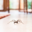 Common,House,Spider,On,A,Smooth,Tile,Floor,Seen,From